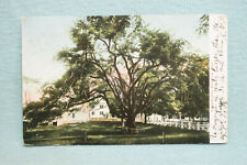Lafayette Tree - Kennebunk, Maine picture