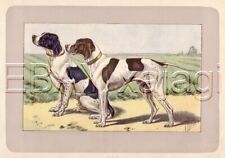 DOG English Pointer, Rare Antique 100-Year-Old French Dog Print picture