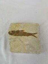 Fossil Fish large - Incredible detail and carefully prepared. 12 inches long picture