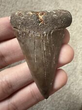 Unique Large Hastalis (Mako) Fossil Shark Tooth Not Great White Megalodon picture
