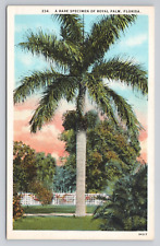 Postcard A Rare Specimen Of Royal Palm Florida picture