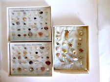 VINTAGE BEACHCOMBER SHELL & MARINE LIFE SPECIMEN COLLECTION BOX DISPLAYS picture