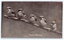 c1910's Young Shrikes Small Birds On Tree Branch Unposted Antique Postcard picture