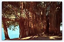 Postcard Banyan Tree on Shore of Crescent Lake Florida FL picture