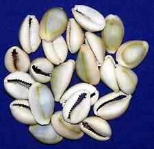 BULK Cypraea Annulus~Ringtop Cowrie Craft Seashells ( 1/2