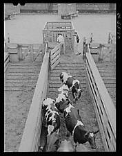 Union Stockyards,Chicago,Cook County,Illinois,IL,Farm Security Administration picture