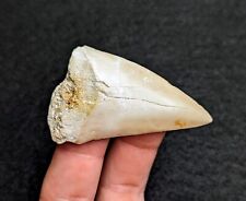 Gorgeous XL Cream Colored Mako Shark Tooth South Carolina picture