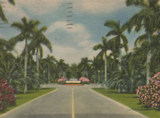 Lanes of Tropical Royal Palms Miami Beach Florida Linen Vintage Post Card picture