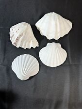 Lot Of 4 Seashells 2 Large & 2 Smaller Ones Very Beautiful- Great Decor picture