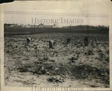 1931 Press Photo Unemployed men gather cabbages in Barberton Municipal Garden picture