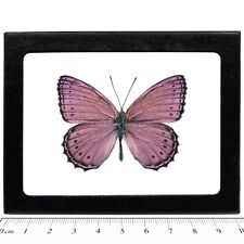 Crenis pechueli REAL FRAMED BUTTERFLY PINK PURPLE AFRICA picture