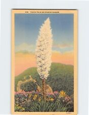 Postcard Yucca Palm or Spanish Dagger picture
