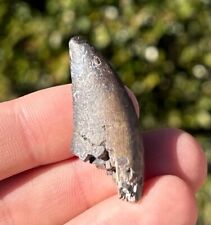 Theropod Dinosaur Tooth Fossil from Niger 1.5” Eocarcharia Carcharodontosaurid picture