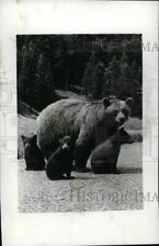1963 Press Photo Black Bear with cubs. - spa24142 picture