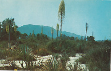 Desert in Bloom-California CA-vintage unposted postcard picture