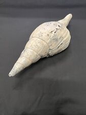 EXTINCT Fossilized TURBINELLA Shell From Central Florida - Pliocene Era. picture