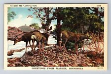 Walker MN-Minnesota, General Greetings, Three Deer, Vintage Postcard picture