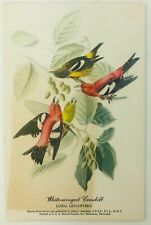 Vintage Bird Postcard White Winged Crossbill Loxia Leucoptera 1952 picture