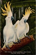 Crested Cockatoos Parrot Jungle Red Road Miami Florida Vintage Postcard spc4 picture