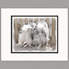 Keeshond Butts at the Gate Original Print 8x10 Matted to 11x14 picture