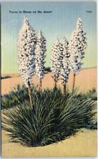 Postcard - Yucca in Bloom on the Desert picture