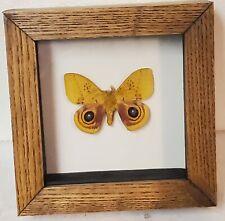 Real framed Io Moth (M) in Custom shadowbox picture