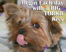 Yorkie refrigerator magnet 3 1/2 x 3 1/2 picture