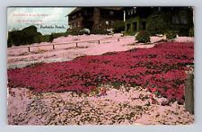 Redondo Beach CA-California, California Wild Flowers, Ice Moss, Vintage Postcard picture