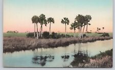 Sunny Scenes Hand Colored Typical Scene in Everglades Florida FL Postcard picture