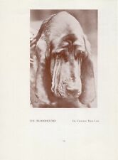 BLOODHOUND HEAD STUDY OLD VINTAGE 1934 NAMED CHAMPION DOG PRINT PAGE  picture