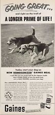 1954 Print Ad Gaines Meal Dog Food Beagles on a Scent Trail General Foods picture