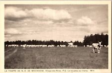 Cattle Herd Field Mistassini Village Village-des-Pères Quebec QC Postcard picture