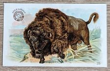 1898 AH900 Church & Co Arm & Hammer Interesting Animals Buffalo Trade Card #39 picture