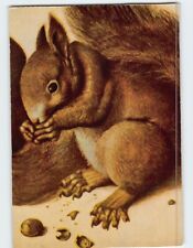 Postcard Squirrel by Albrecht Durer picture