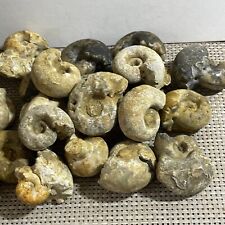 5kg Rare natural rough unpolished conch Ammonite from Nigeria picture