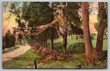 Sunken Road. Mayre's Heights. Hand Colored Fredericksburg, Virginia Postcard. VA picture
