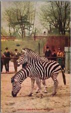 Vintage CHICAGO Illinois Postcard LINCOLN PARK ZOO / Zebras - 1912 IL Cancel picture