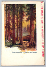 Giant Redwood Trees of California — Antique Postcard c. 1904  — W.R. Hearst picture
