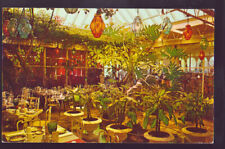 FLORIDA FL 1969 Clearwater Kapok Tree Patio Room Postcard picture
