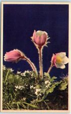 Postcard - Anemone Vernalis picture