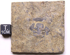 Liocalymene sp. Trilobite Cephalon Fossil New York Lower Silurian picture