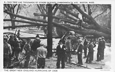 Disaster 1938 Hurricane Boston Massachusetts Trees Block Commonwealth Postcard picture