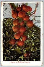 California CA - Cluster of California Oranges - Vintage Postcard - Unposted picture