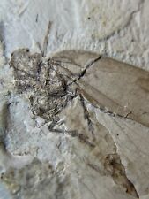 Insect Fossil & Fresh-Water Scallops In Rock Matrix Cretaceous 125 Million Years picture