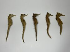 5 Vintage Real Natural Dried Seahorse Specimen Hippocampus Erectus Skeleton* picture
