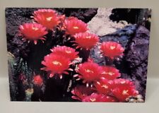 Lobivia Glorious Hybrid Cactus Ethel M Cactus Garden picture