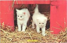 Two White Kittens Going Out From Their Red House On Haystack, Adventure Postcard picture