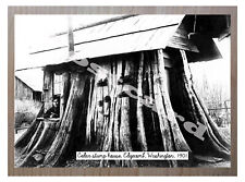 Historic Cedar stump house, Edgecomb, Washington, 1901 Logging Postcard picture