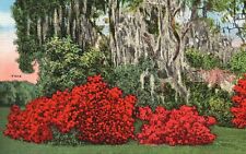Postcard FL Vivid Azaleas in Beautiful Florida Unused Linen Vintage PC f1769 picture