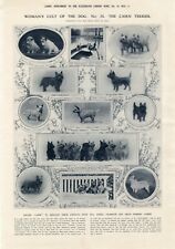 Womans Cult of The Dog The Cairn Terrier Antique 1913 London News Dog Print b14 picture